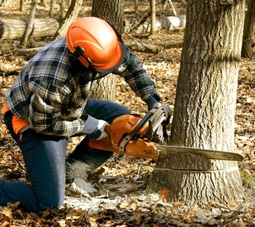 Tree Removal in Clio, IA